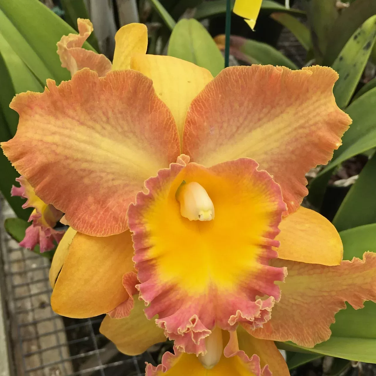 Rlc. Curtis Oda 'Volcano Queen'