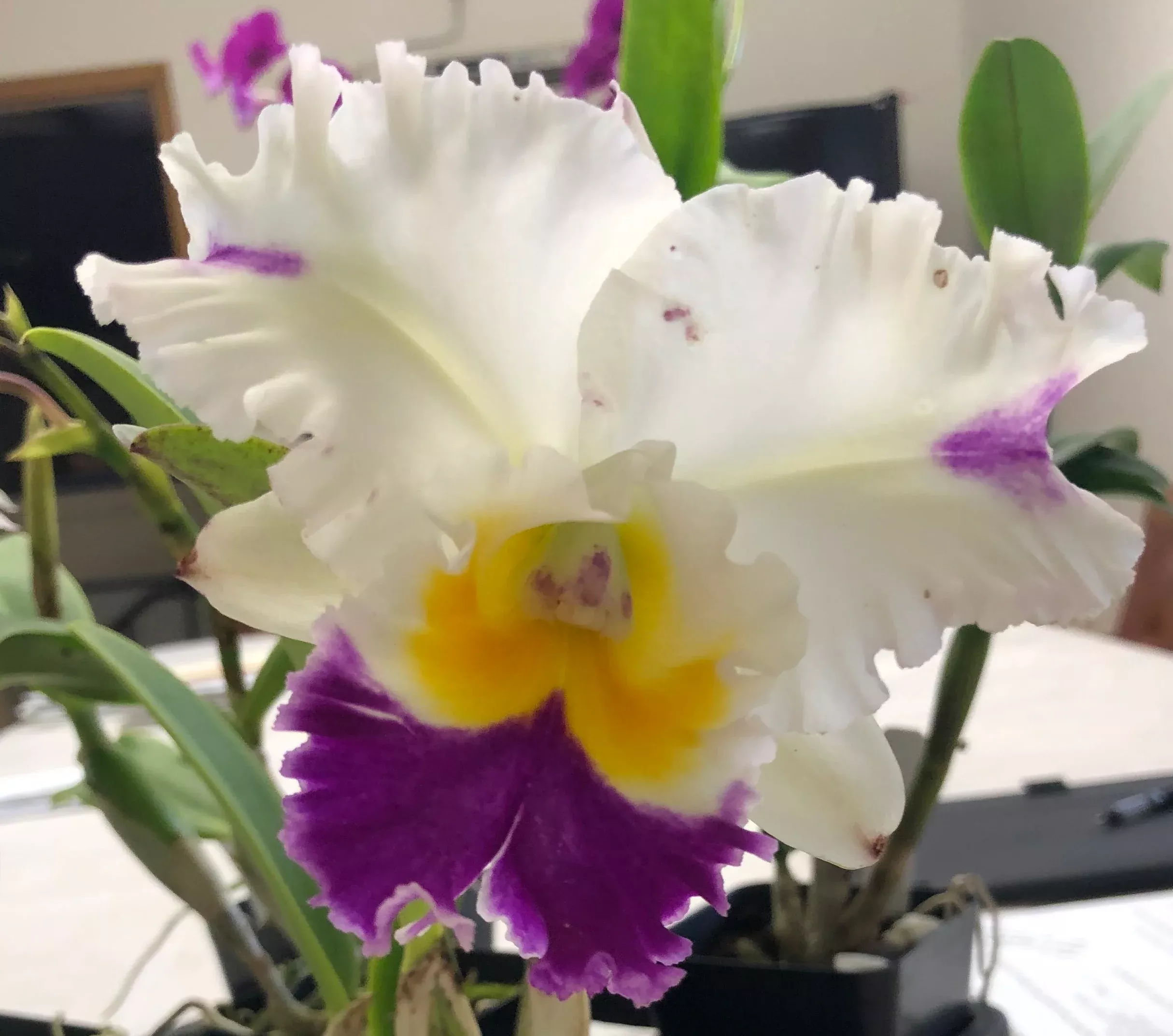 Rlc. David Matsuura - Blooming Size