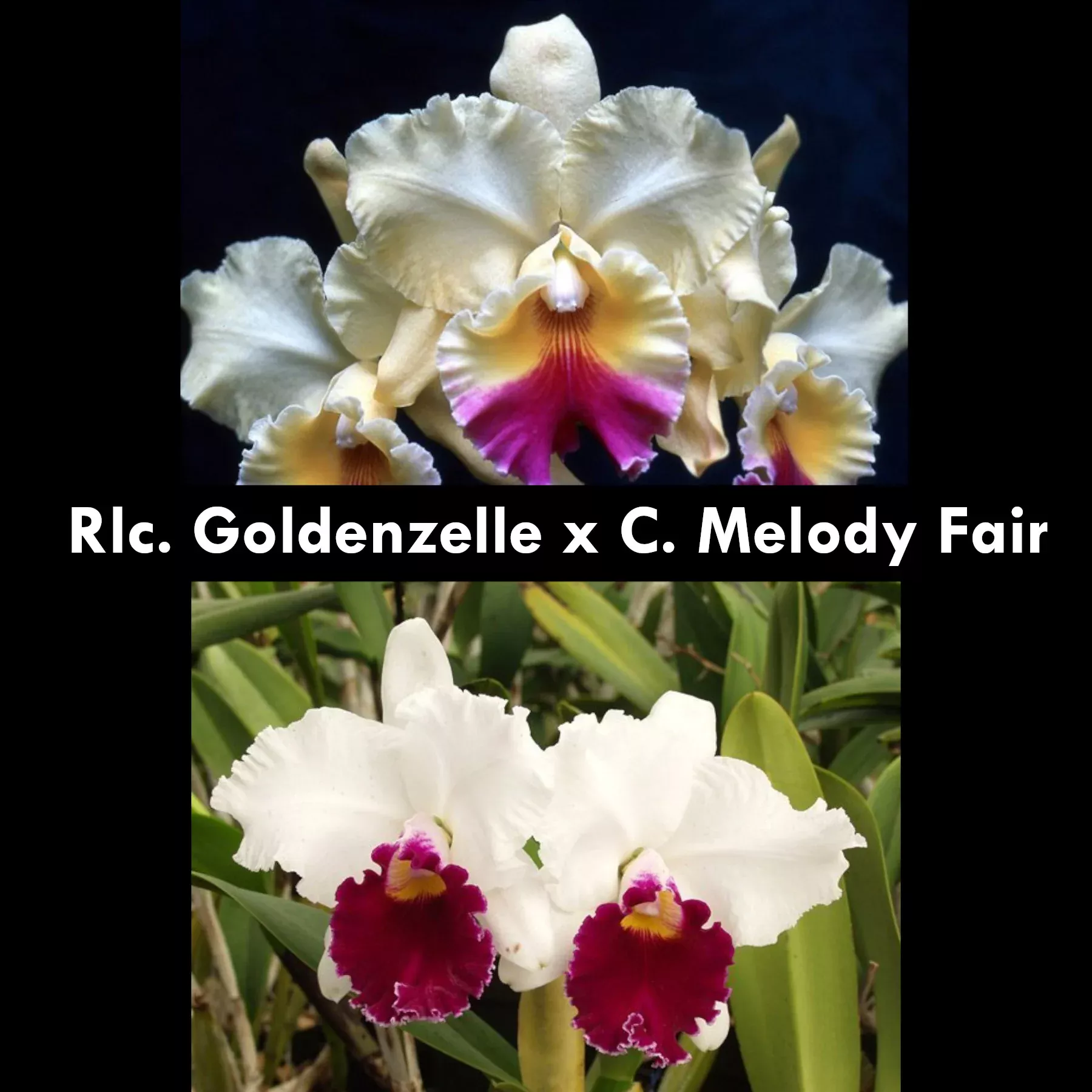 Rlc. Goldenzelle 'Sandra' x Melody Fair 'Carol'