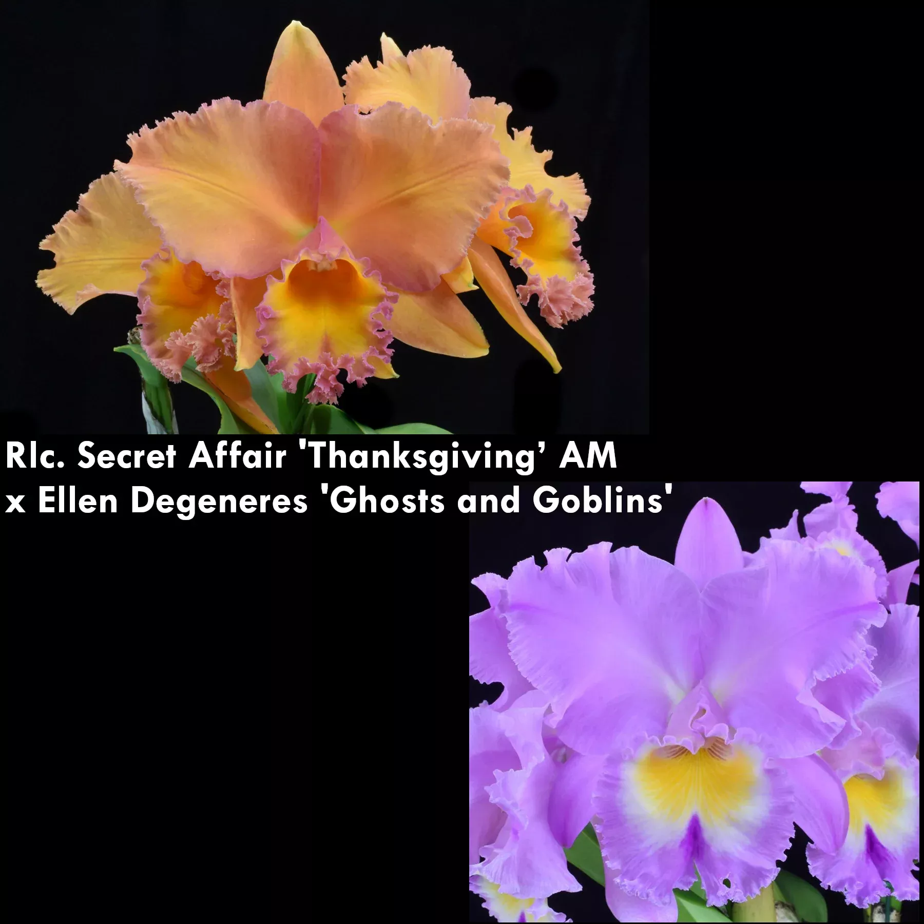 Rlc. Secret Affair x Ellen Degeneres