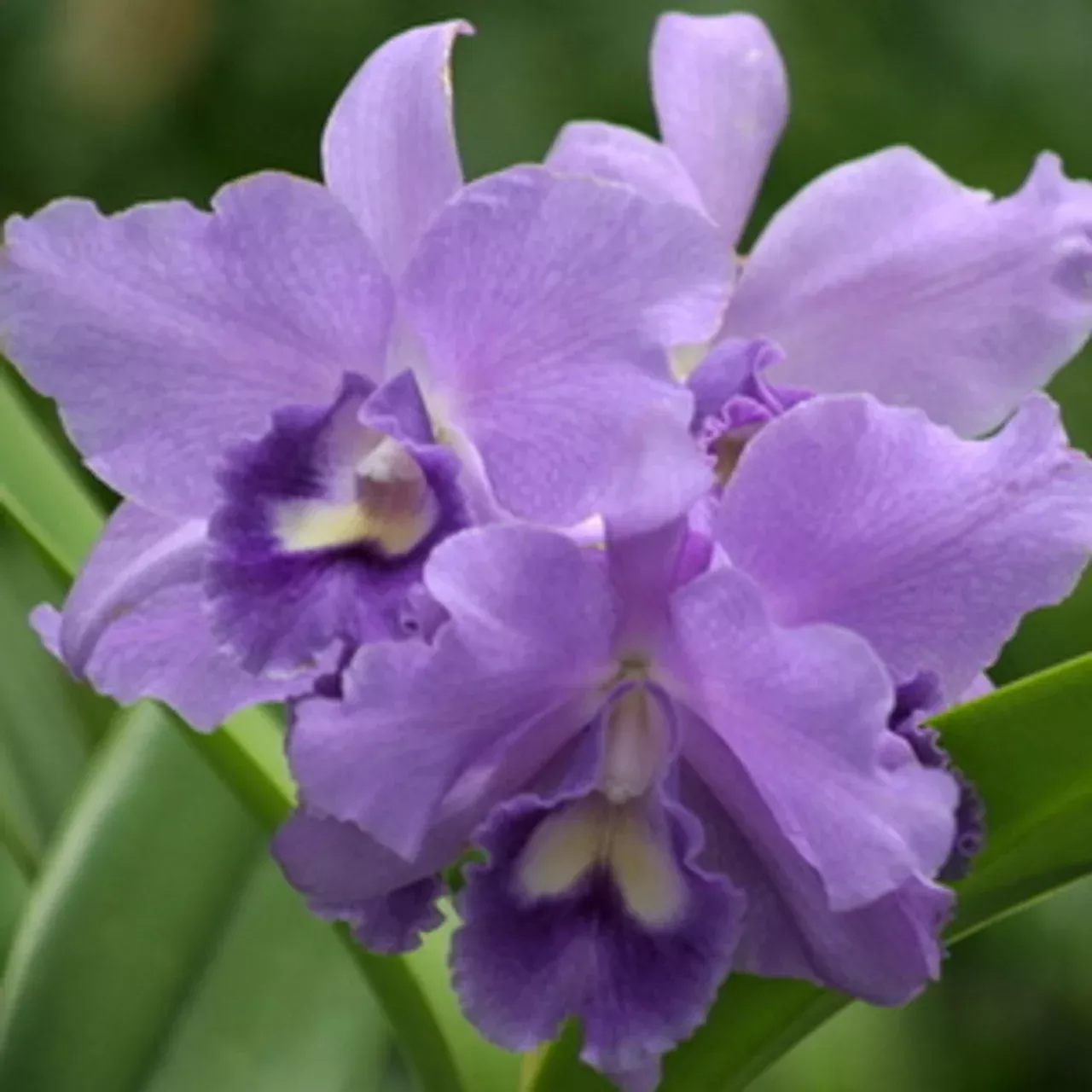 Rlc. Volcano Blue 'Volcano Queen'