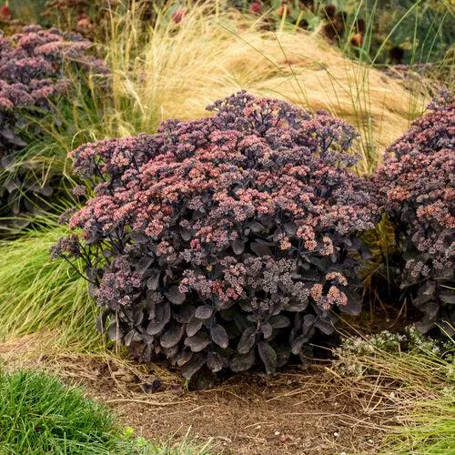 Rock 'N Grow Back In Black Stonecrop