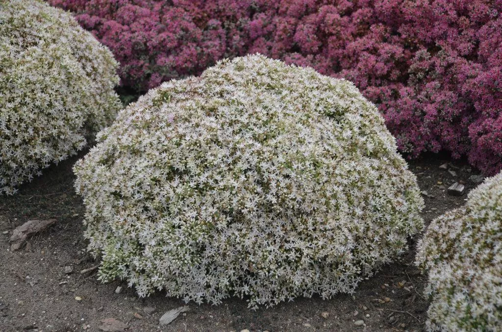 Rock 'N Grow Bundle of Joy Stonecrop