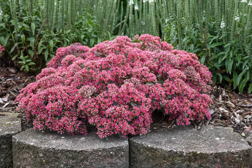 Rock 'N Grow Popstar Stonecrop