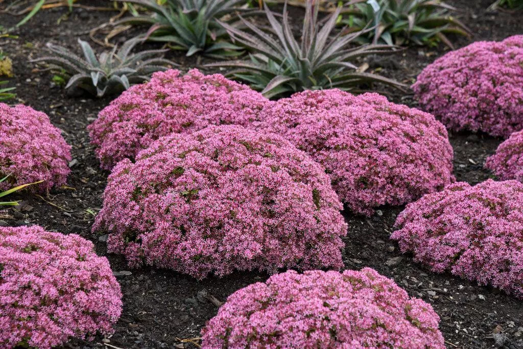 Rock 'N Grow Pride and Joy Stonecrop