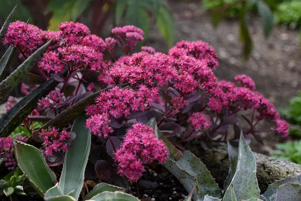Rock 'N Grow Superstar Stonecrop