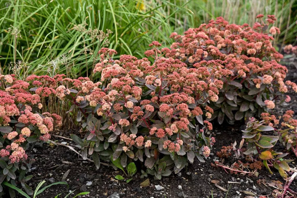 Rock 'N Grow Tiramisu Stonecrop