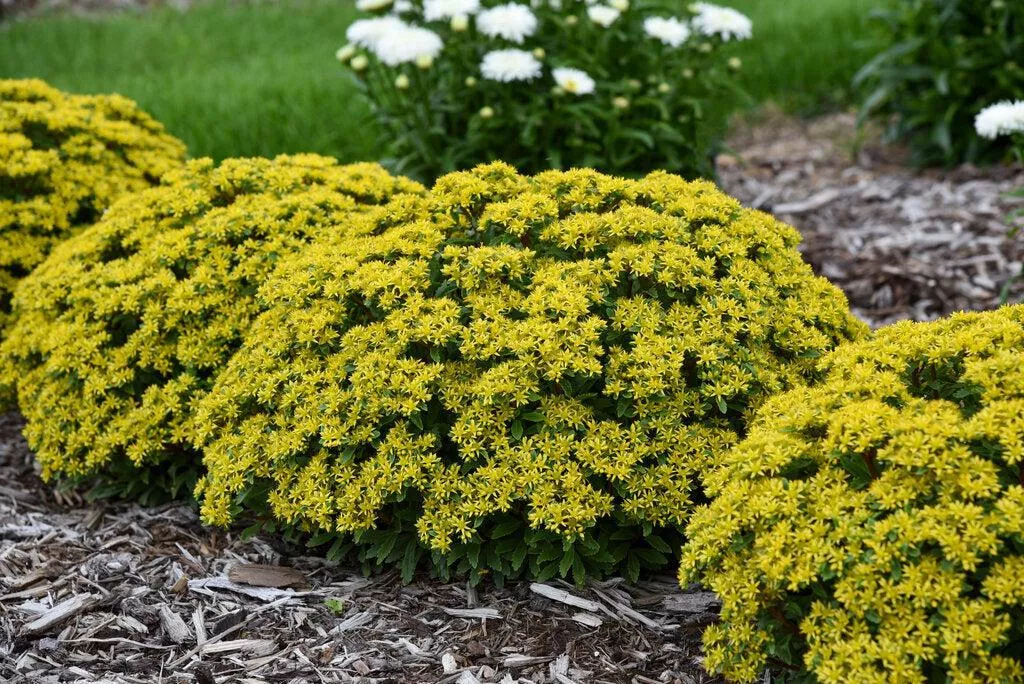ROCK 'N LOW 'Bright Idea' Stonecrop