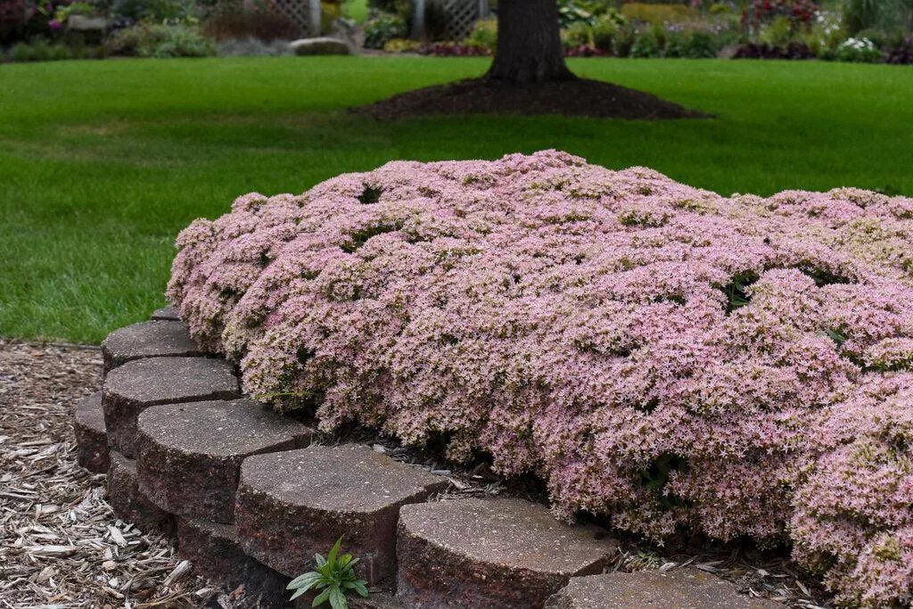 Rock 'N Round Pure Joy Stonecrop