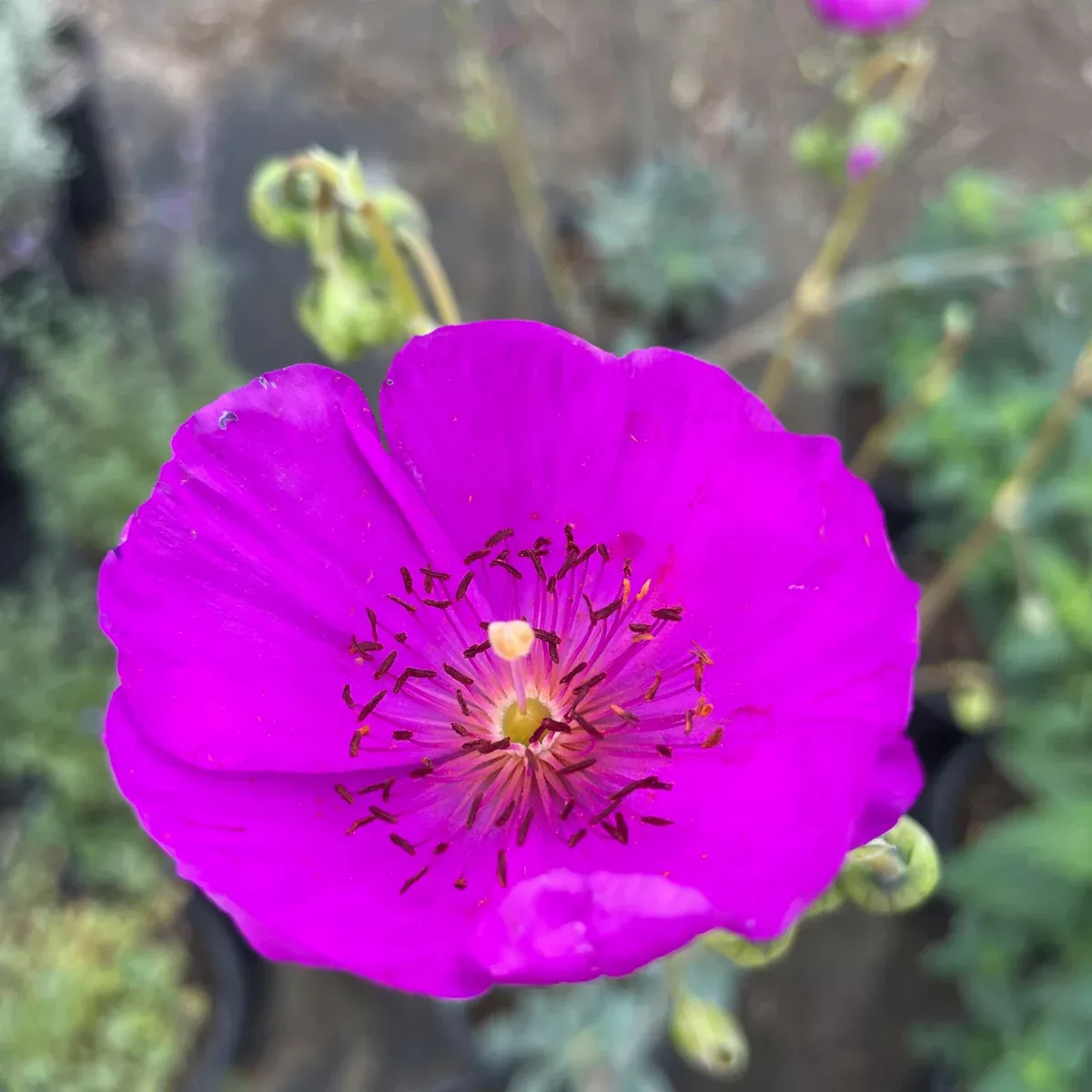 Rock Purslane