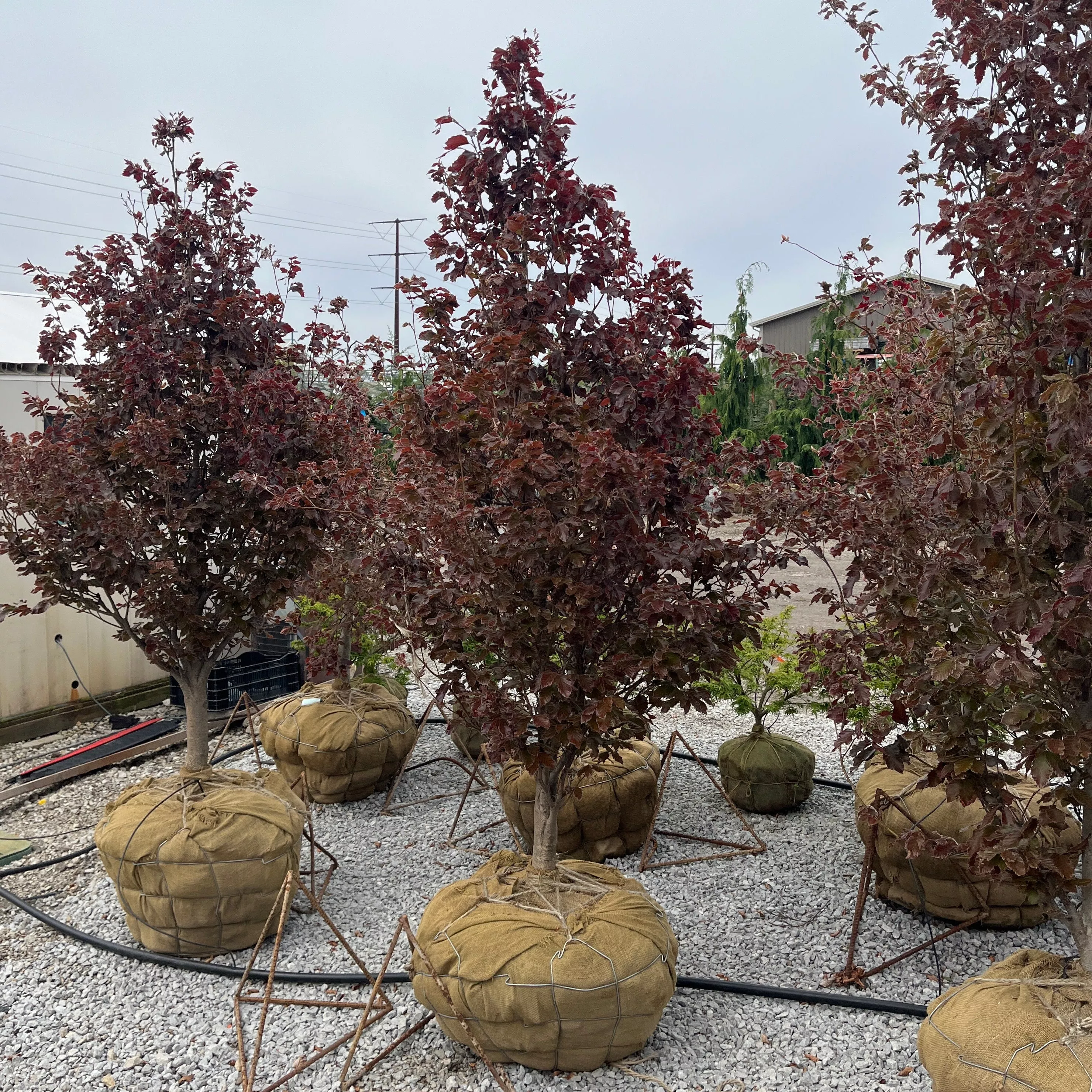 Rohan Purple Beech - Fagus sylvatica 'Rohanii' - Ball & Burlap Tree (Multiple Sizes)