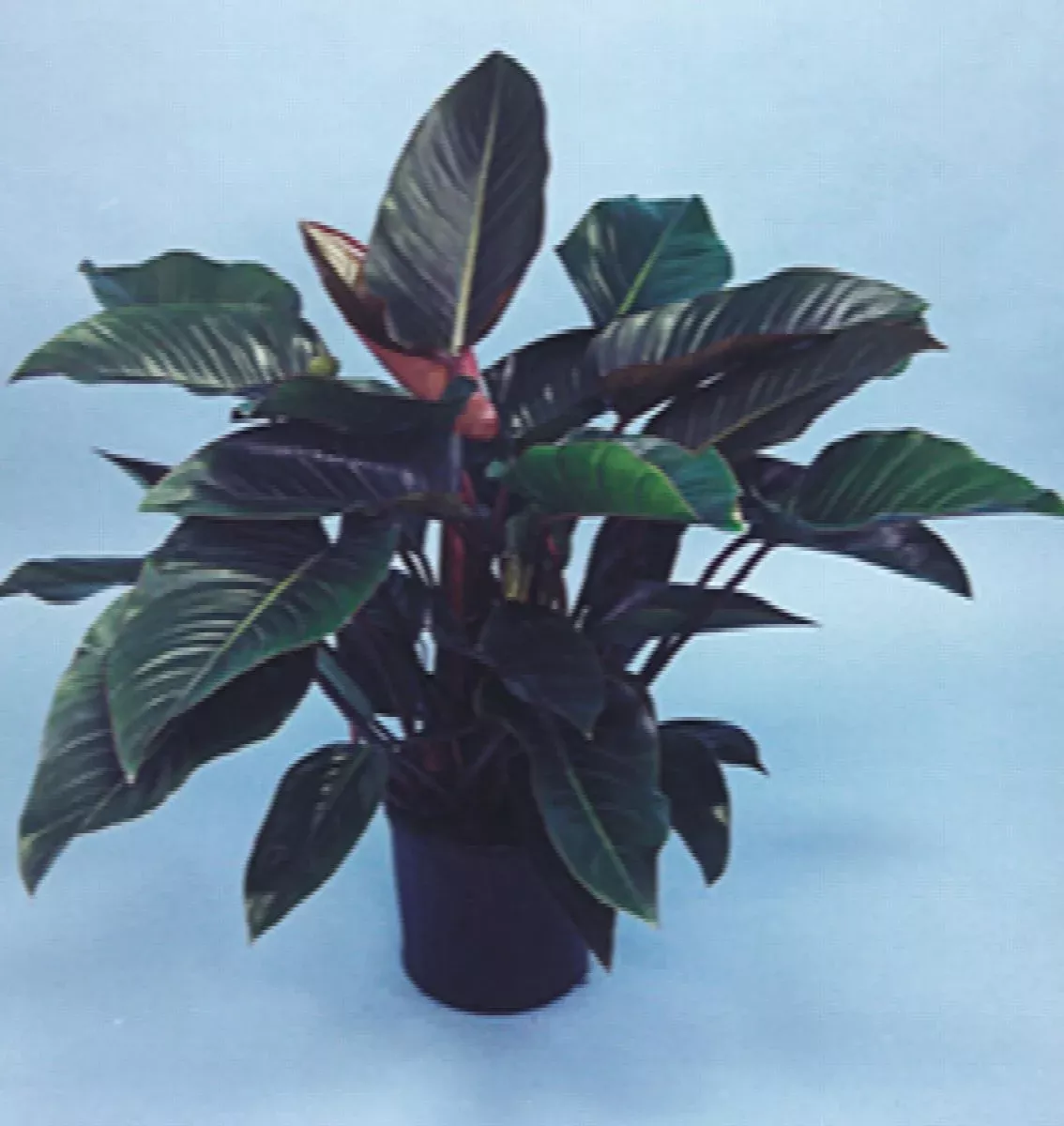 Rojo Congo Philodendron