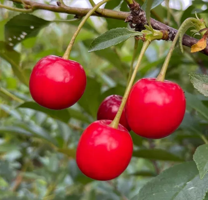 Romance Series Sour Cherry Seeds