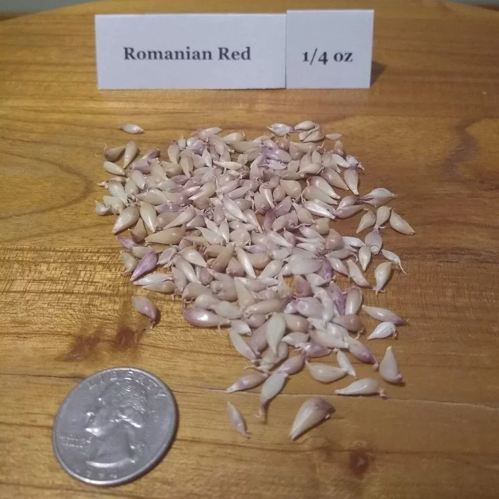 Romanian Red