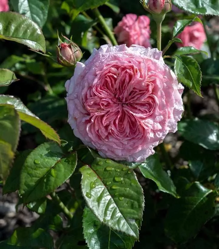 Romantica Ballgown Rose