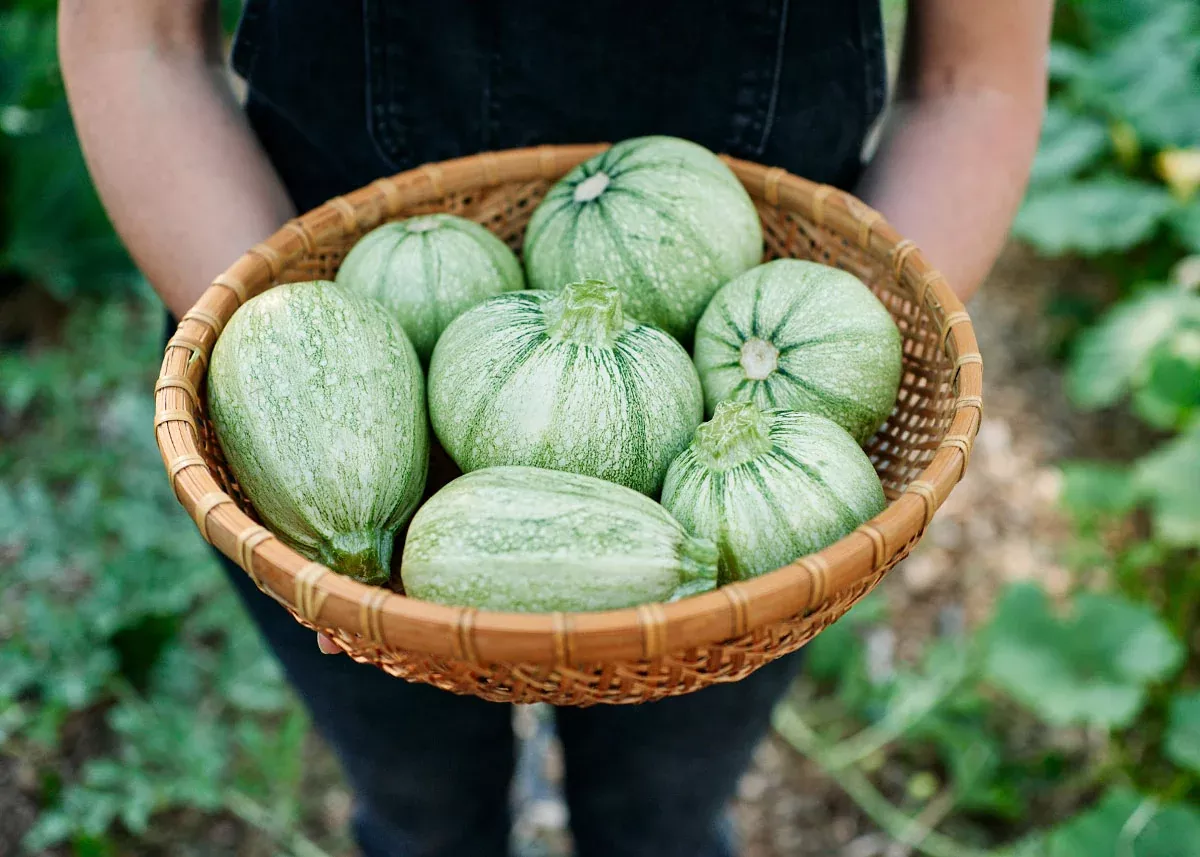 Ronde de Nice - Summer Squash Seeds