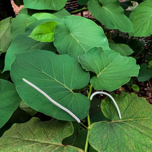 Root Beer Plant 3 Gallon