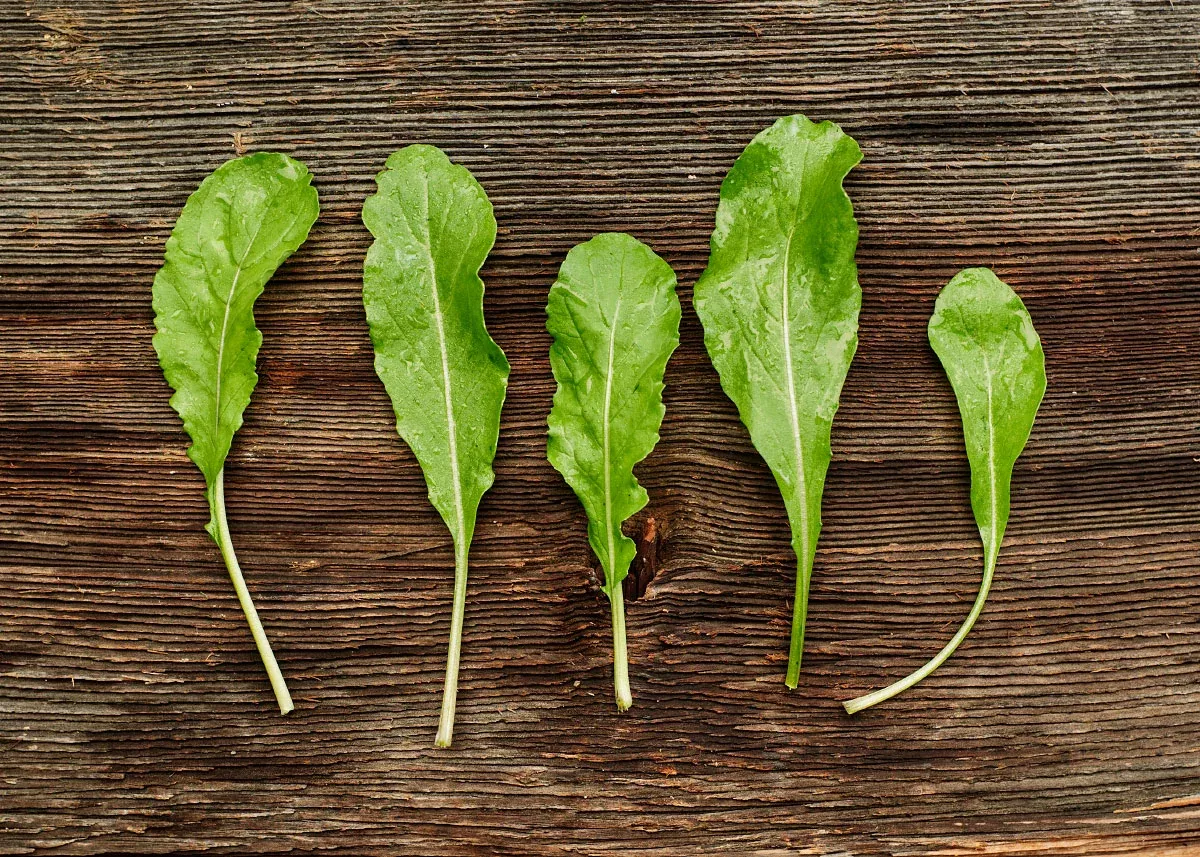 Roquette - Organic Arugula Seeds