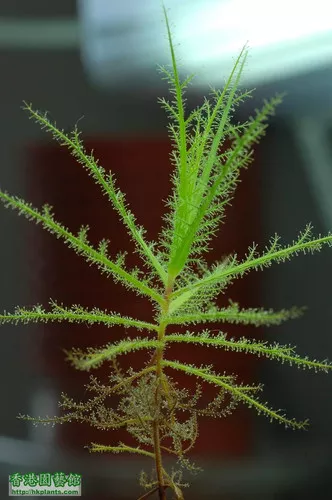 Roridula gorgonias