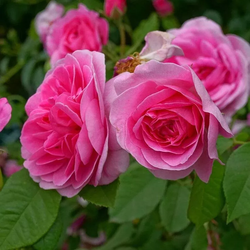 Rosa 'AUSboard'- Gertrude Jekyll Rose