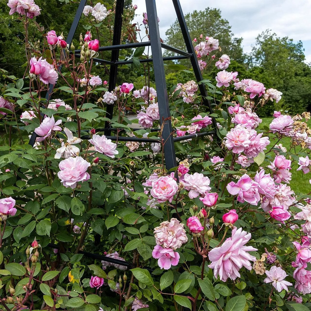 Rosa 'Ausorts'- Mary Delany Climbing Rose