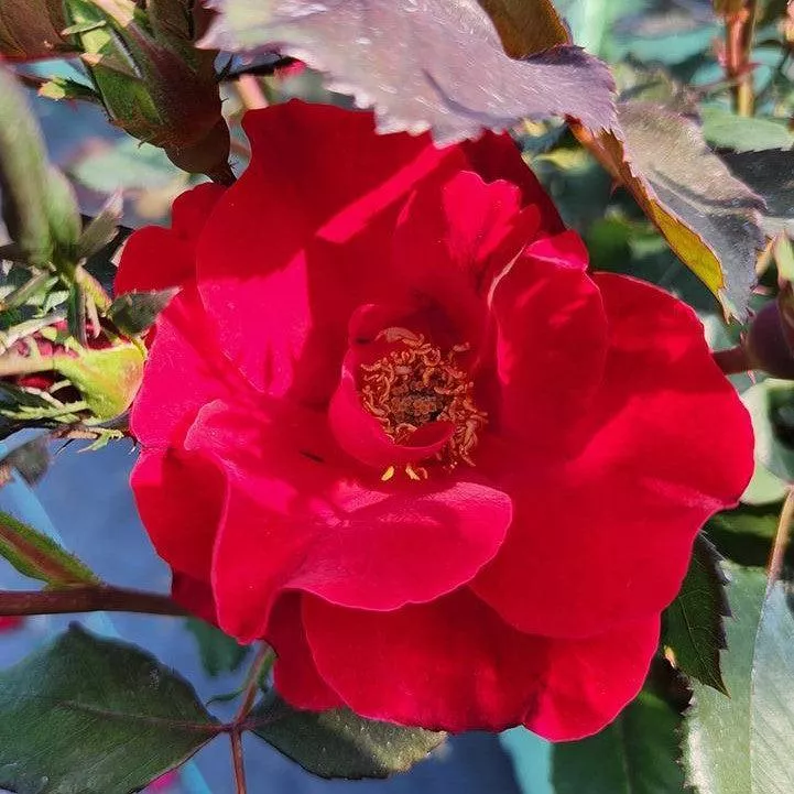 Rosa 'Bartholomew'- Miracle on the Hudson™ Rose