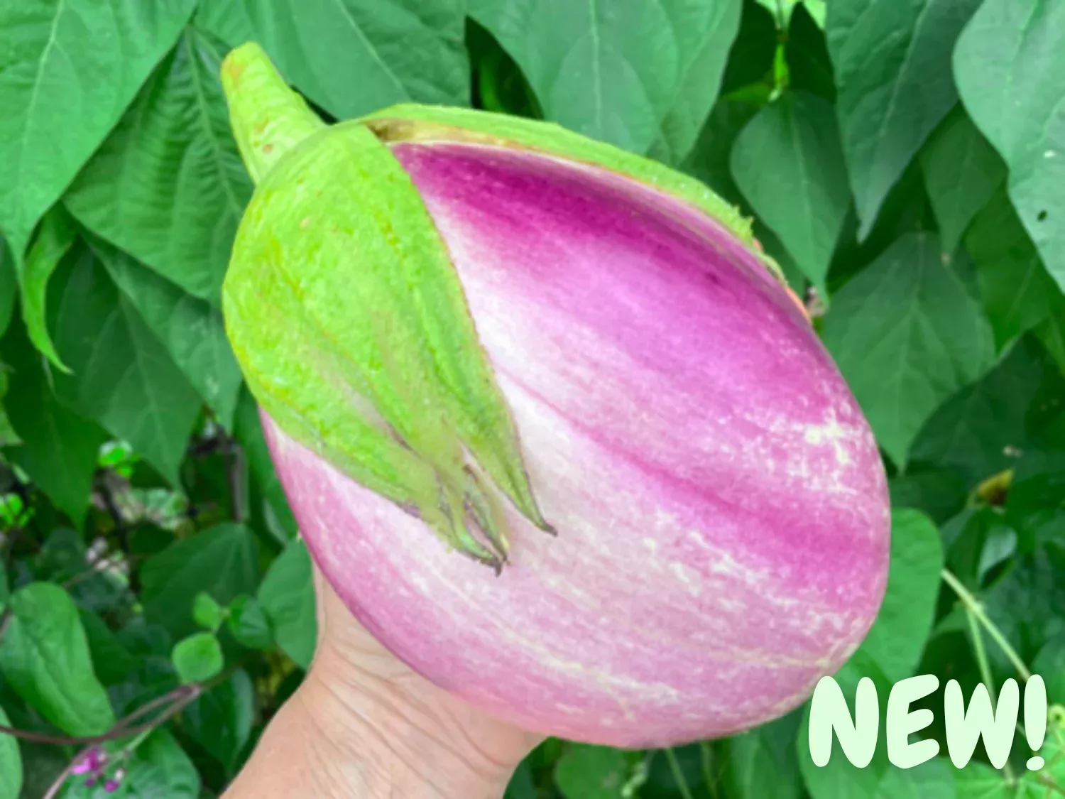 Rosa Bianca - Eggplant Seeds