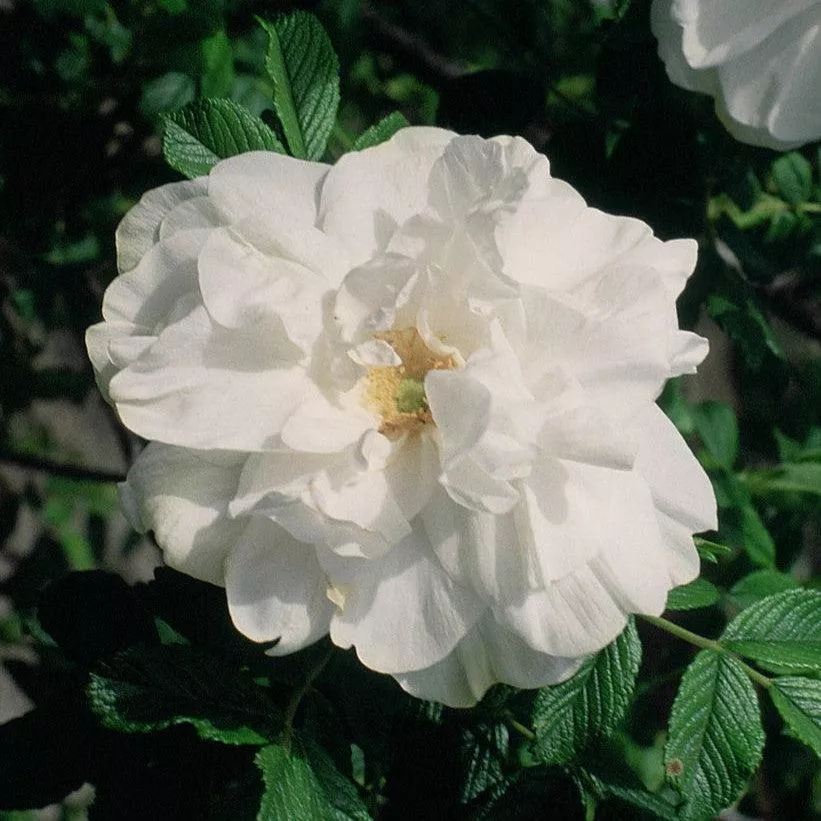 Rosa 'Blanc Double De Coubert'- Blanc Double De Coubert Rose