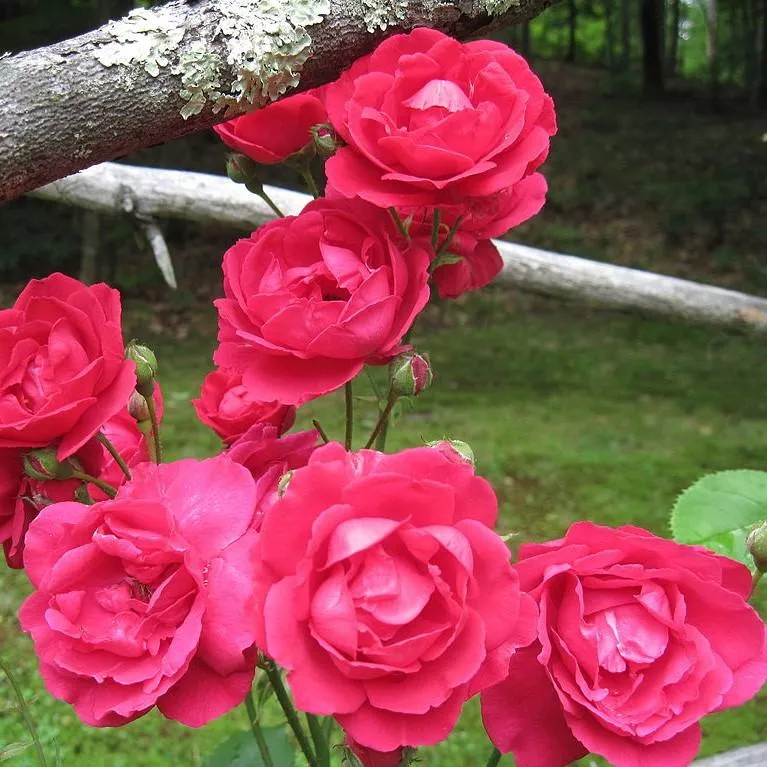 Rosa 'Blaze'- Blaze Climbing Rose