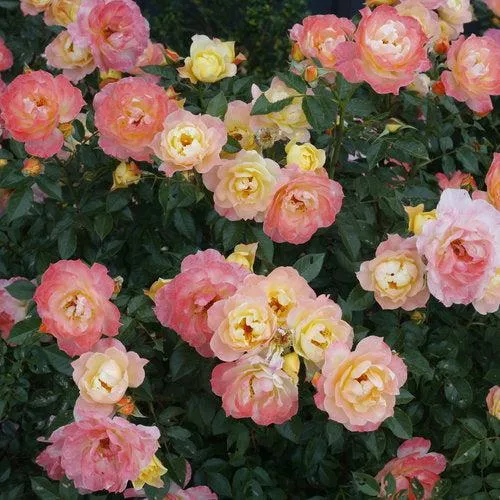 Rosa 'Chewnicebell' PP26532- PW Color Choice OSO Easy Italian Ice Rose