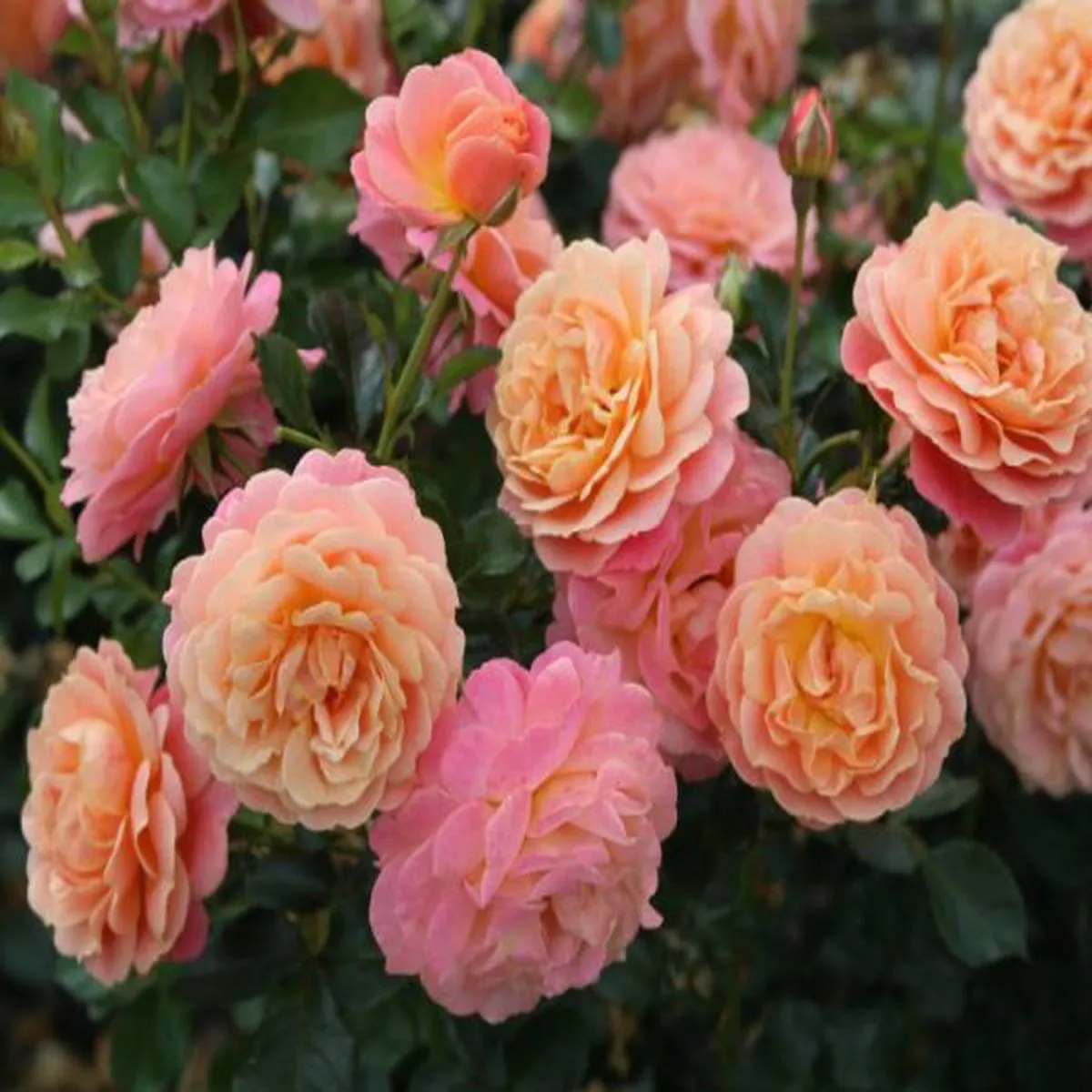 Rosa climbing Peach Melba (Kormelpea)Climbing Rose