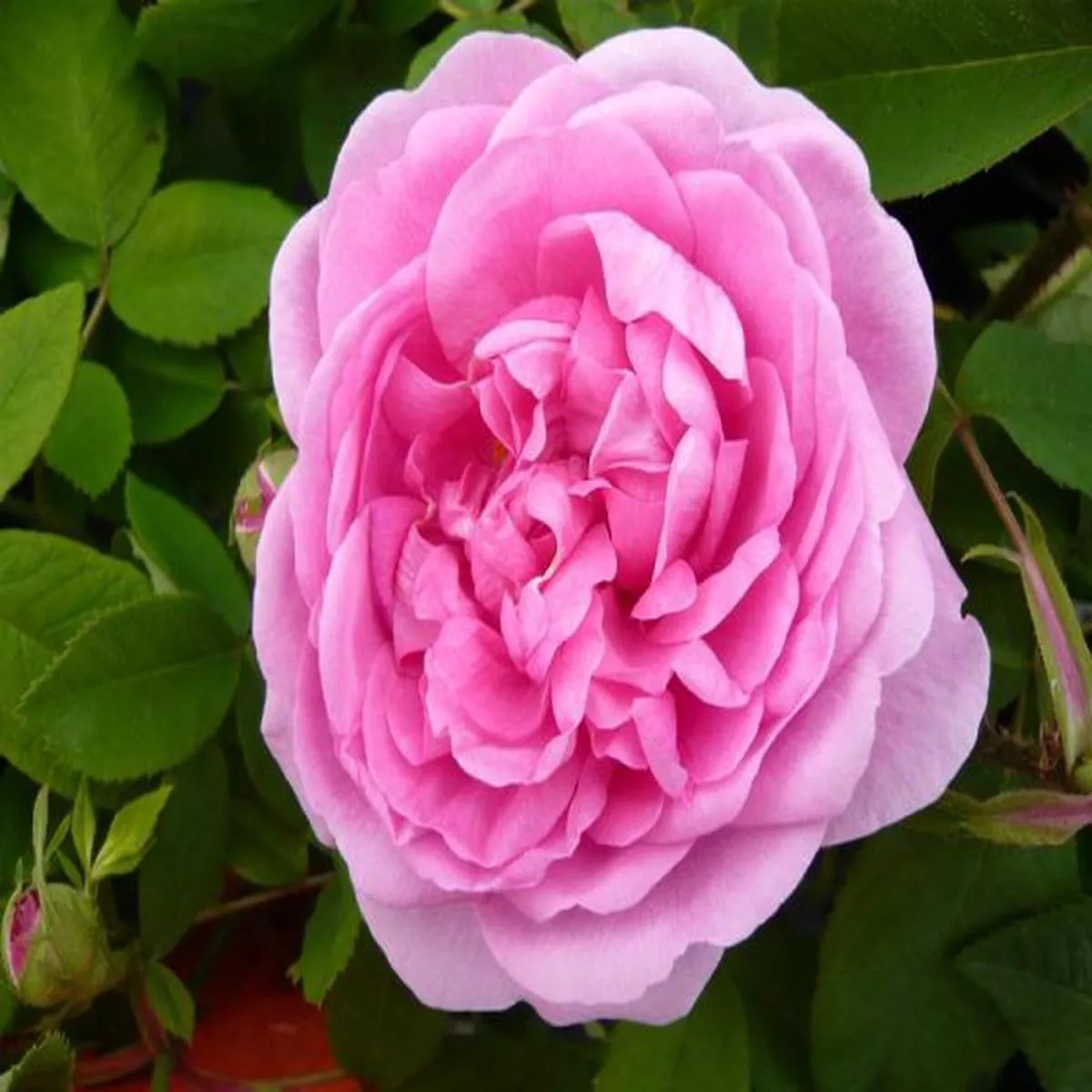 Rosa Comte de ChambordModern Classic Shrub Rose
