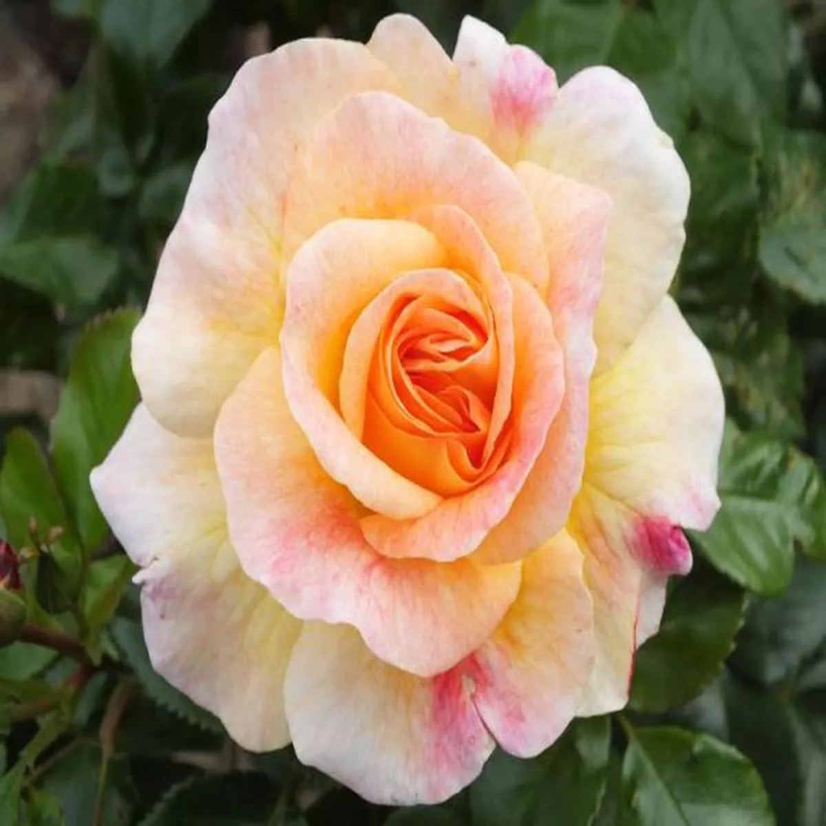 Rosa Designer SunsetPatio Rose