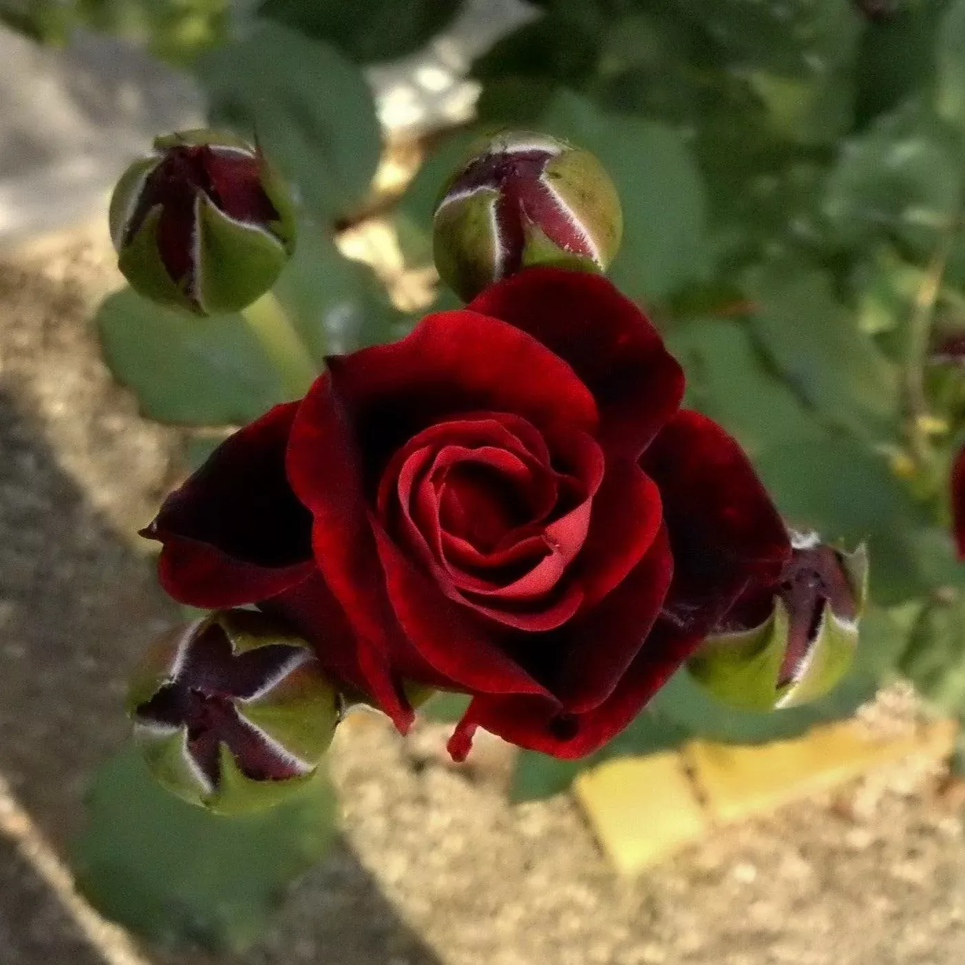 Rosa 'Don Juan'- Don Juan Rose