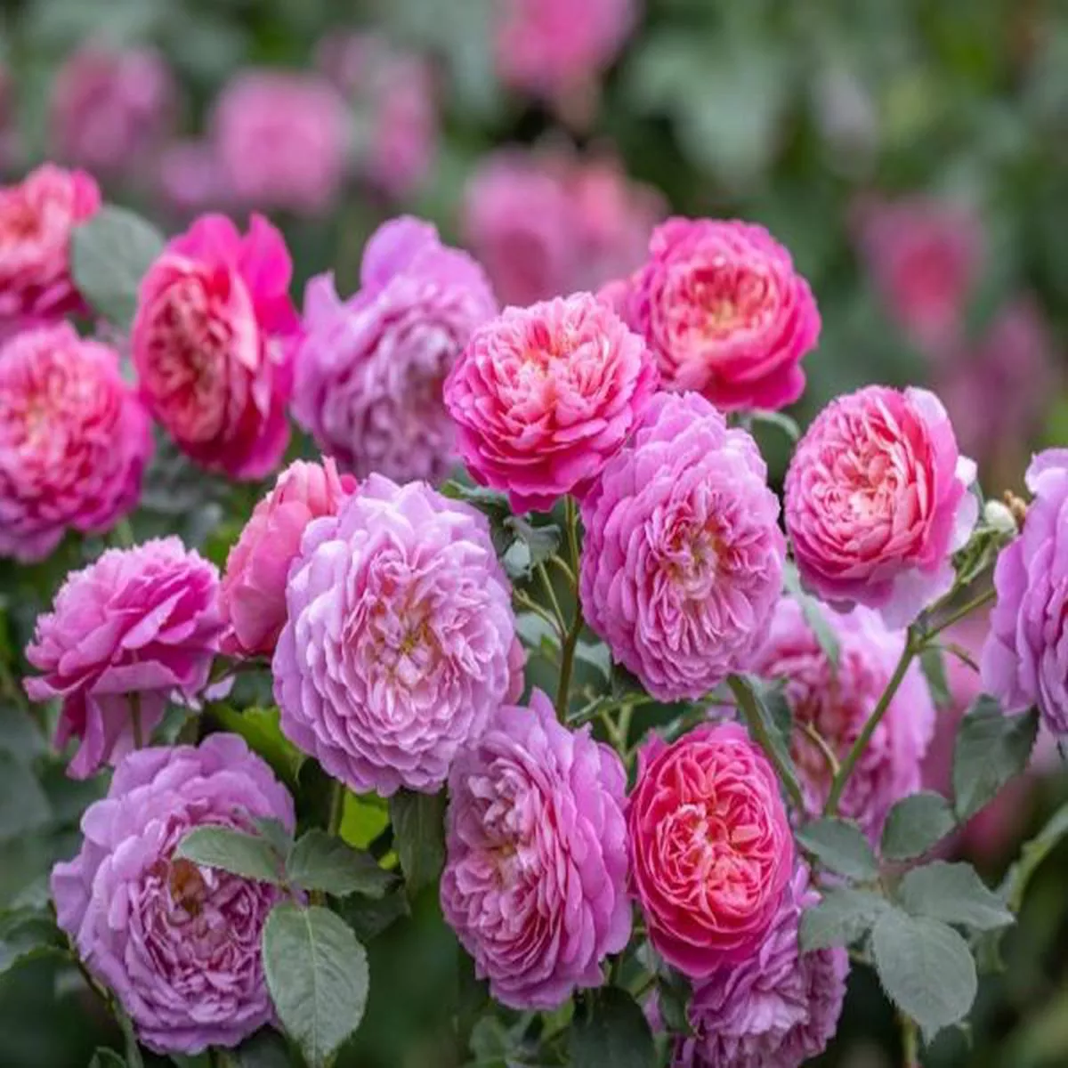 Rosa Emma BridgewaterFragrant English Rose