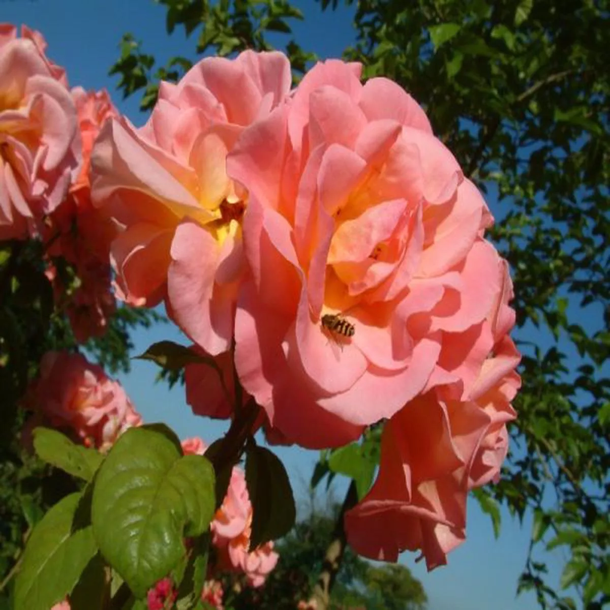 Rosa Evelyn MayModern Classic Shrub Rose