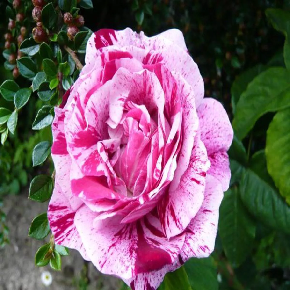 Rosa Ferdinande PichardModern Shrub Rose