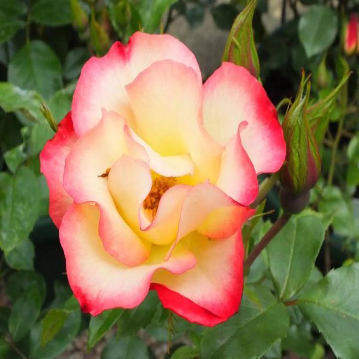 Rosa floribunda Birthday Girl in a Patio PotBush Rose
