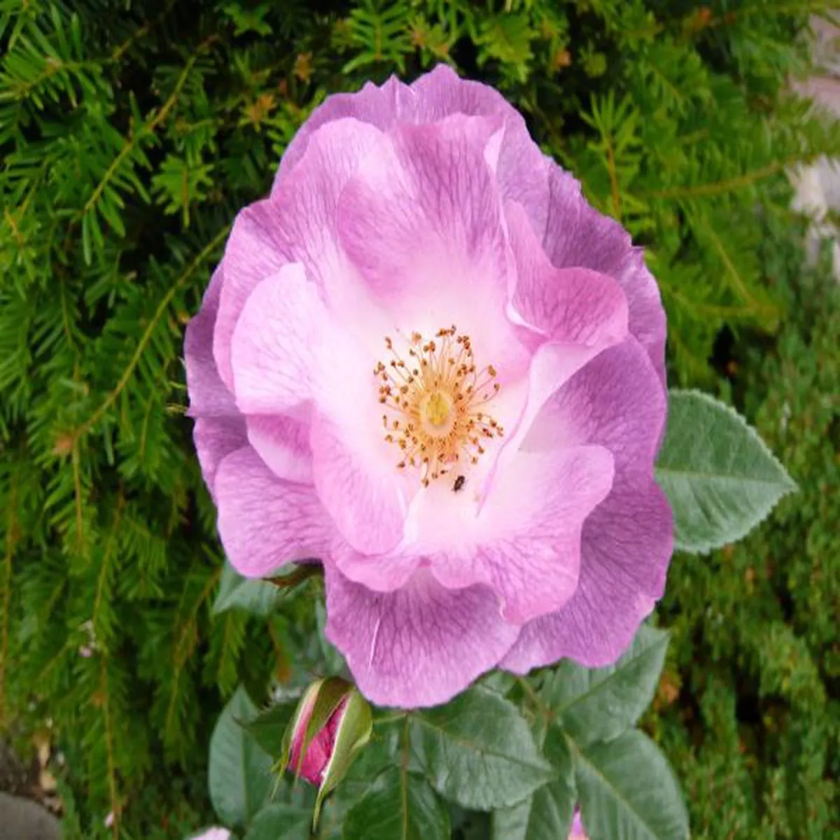 Rosa floribunda Blue for You PejamblueBush Rose