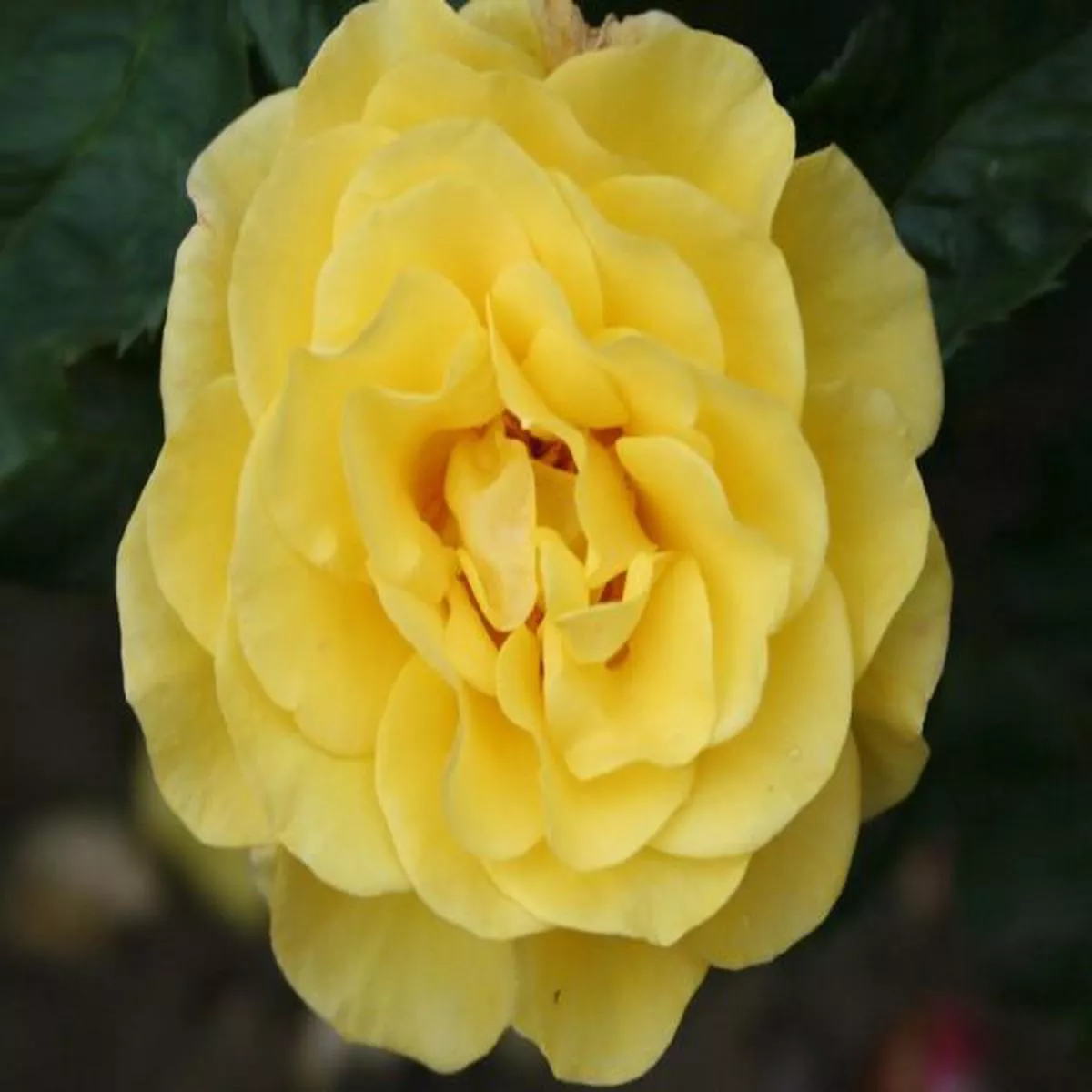Rosa floribunda Happy Golden Wedding FrykeynoBush Rose