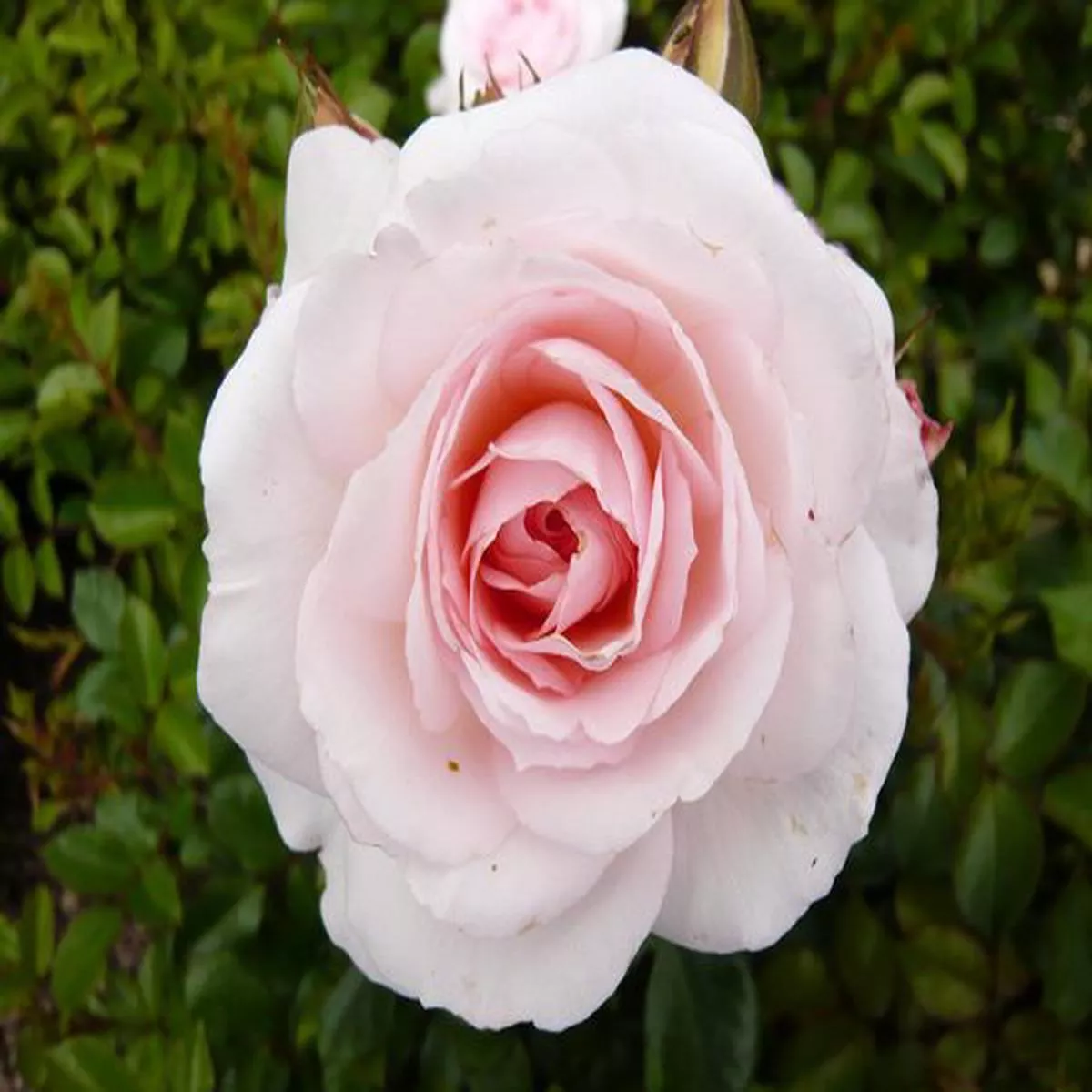 Rosa floribunda Pearl KorterschiBush Rose