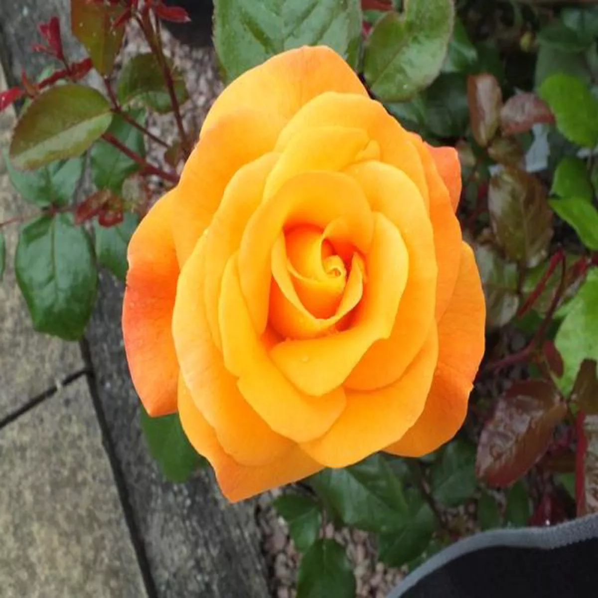 Rosa floribunda Precious Amber Noa77800 (standard)Standard Rose