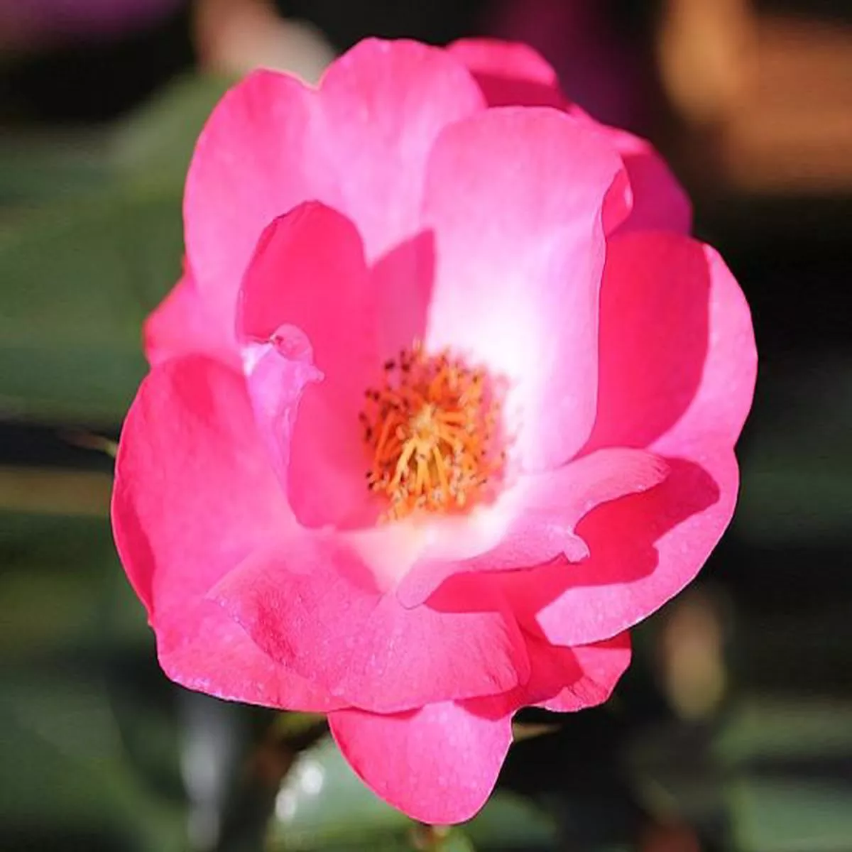 Rosa floribunda Rosy Cheeks Noa200051Bush Rose