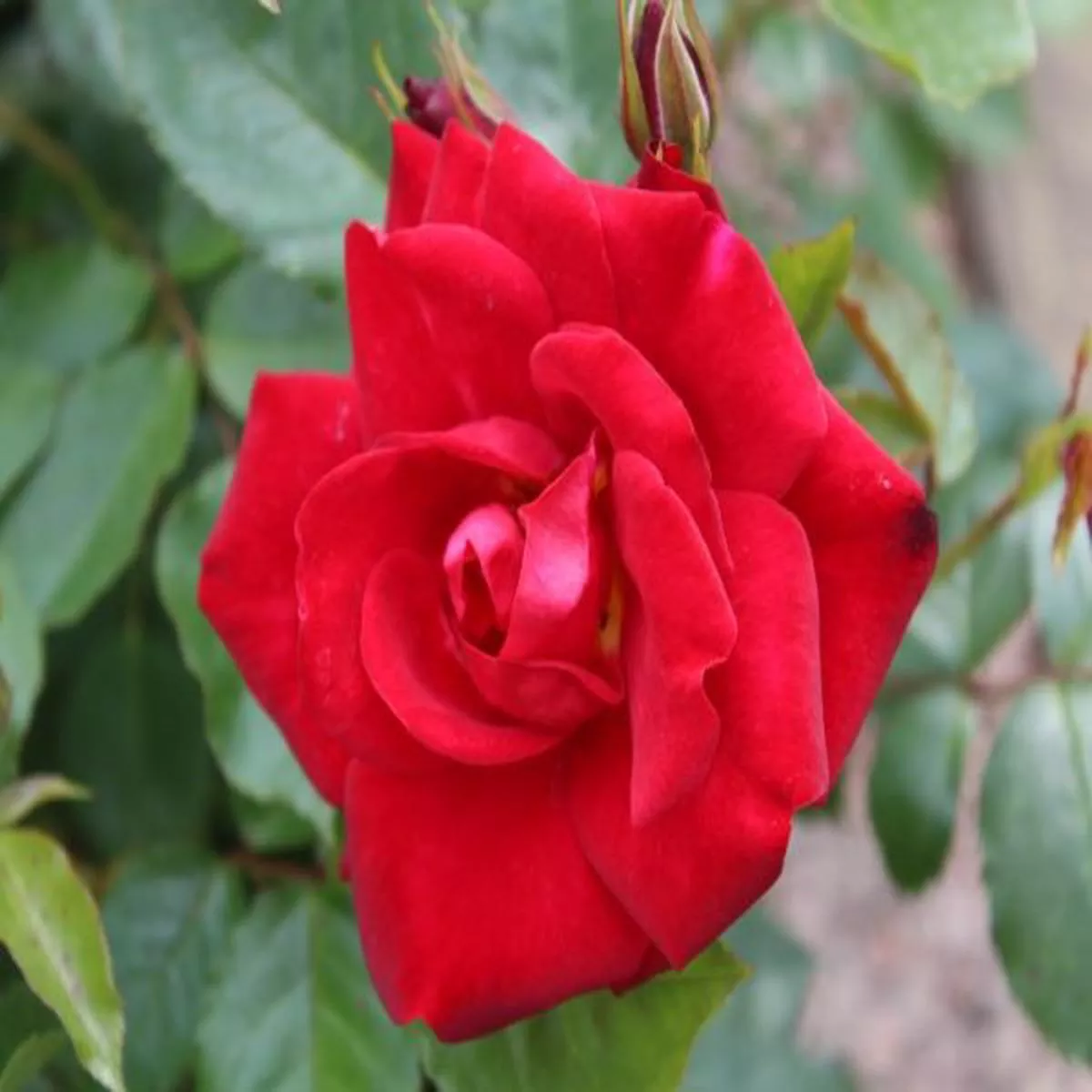 Rosa floribunda Ruby Anniversary (Harbonny)
