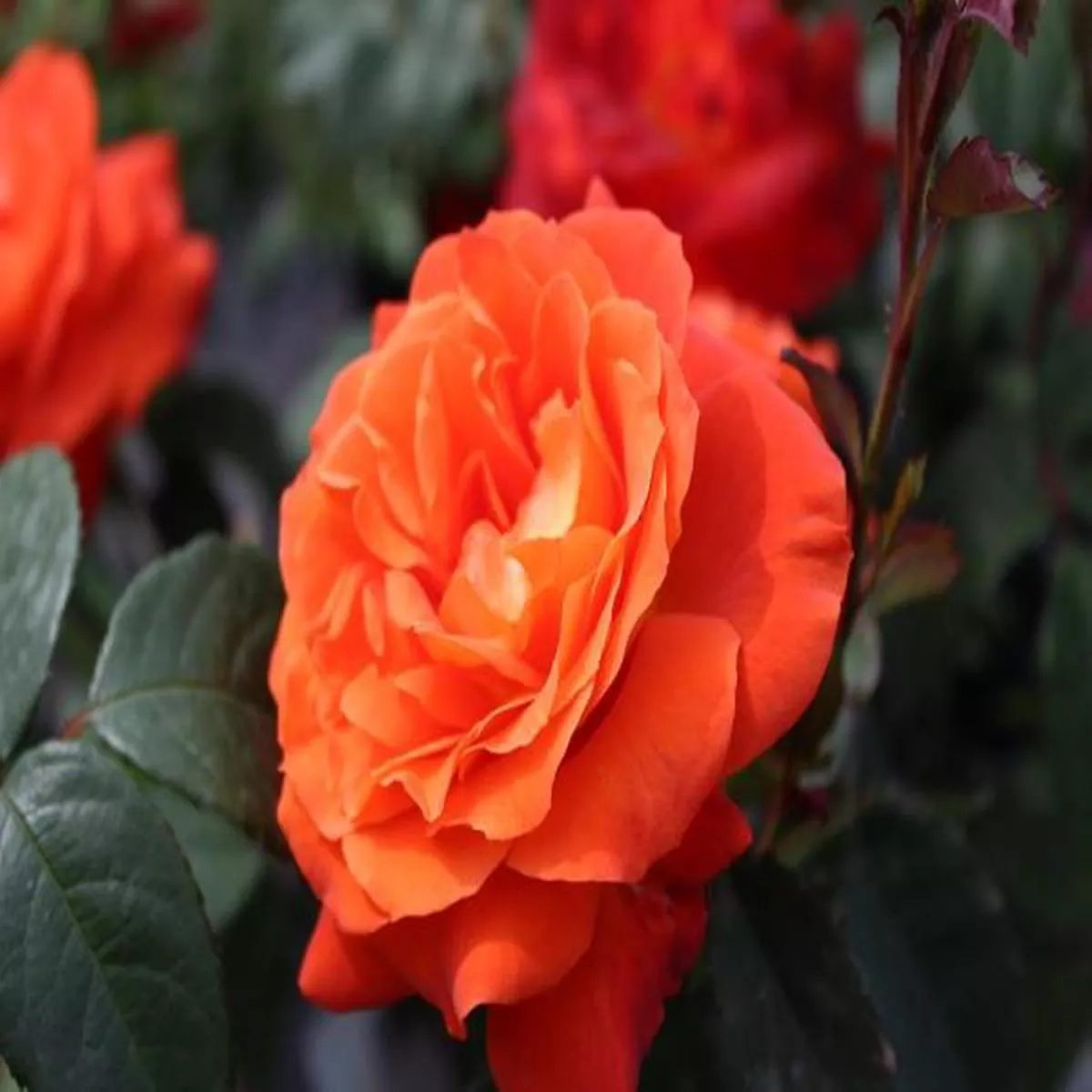 Rosa floribunda Super Trouper FryleyecaBush Rose