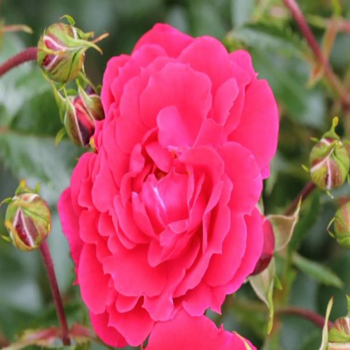 Rosa Flower Carpet Ruby (Noafeuer)Ground Cover