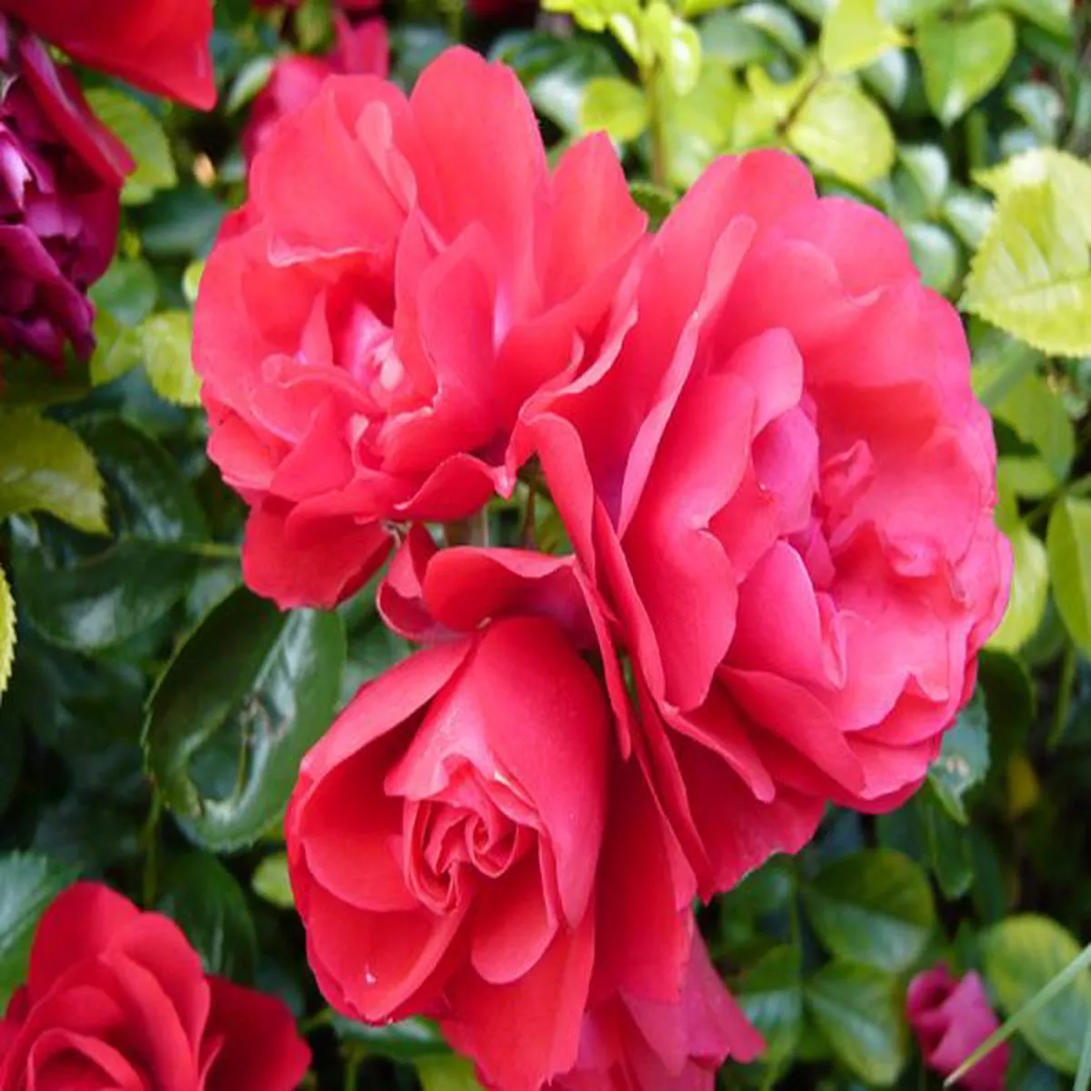 Rosa Flower Carpet Scarlet (Noa8300B)Ground Cover