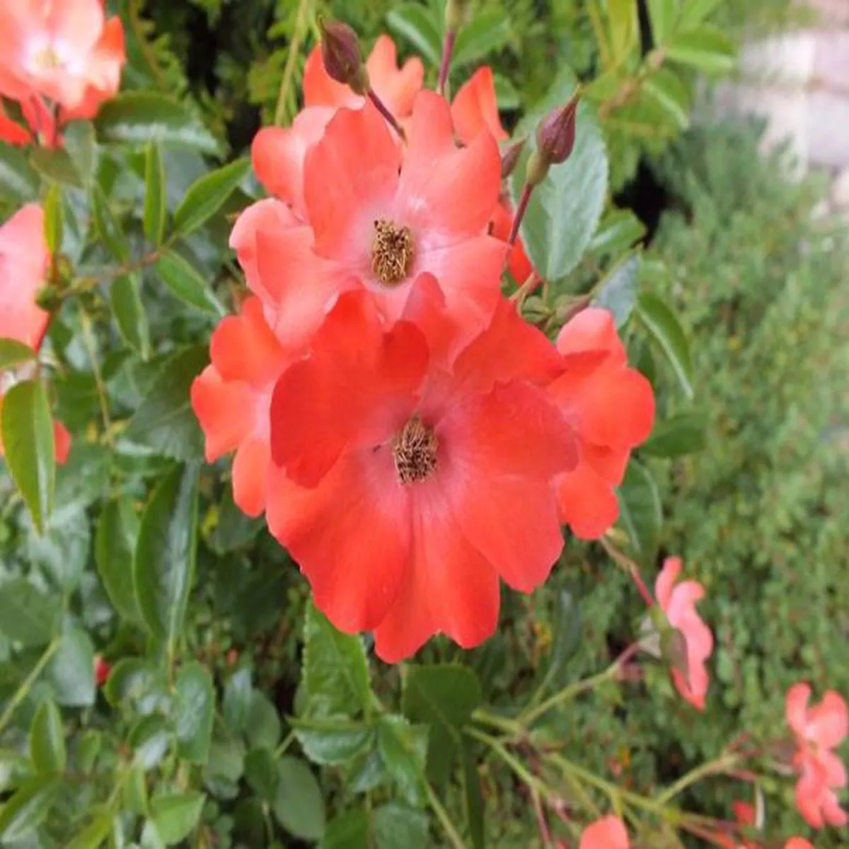 Rosa Flower Carpet Sunset Deseoo (standard)Standard Rose