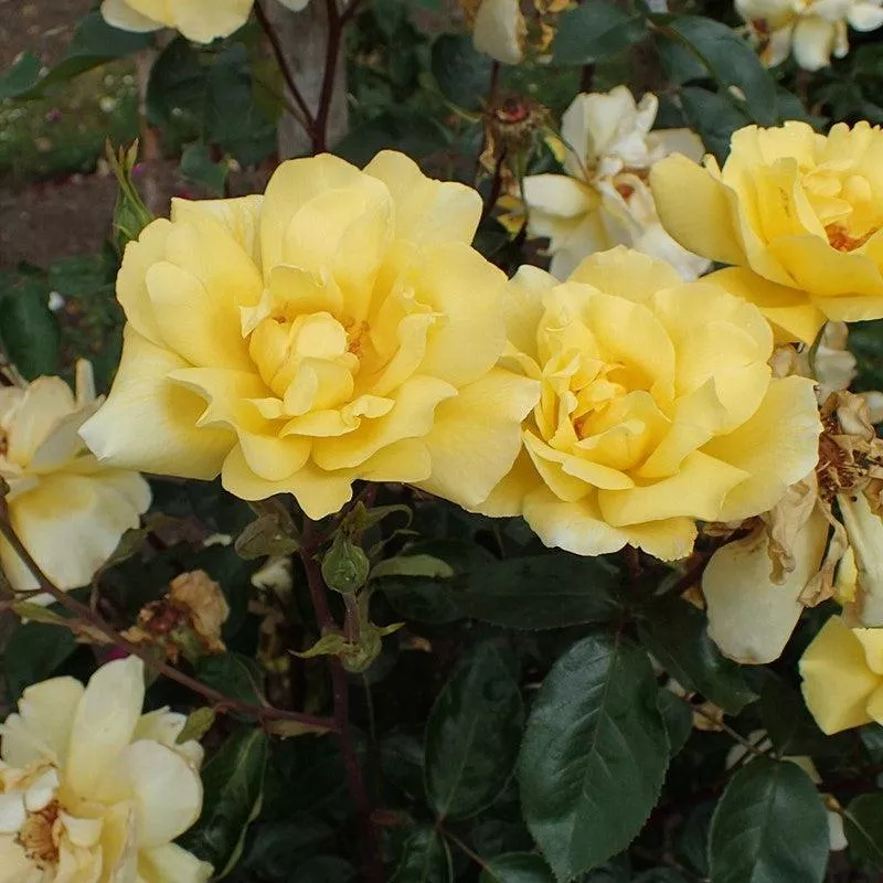 Rosa 'Golden Showers'- Golden Showers Rose