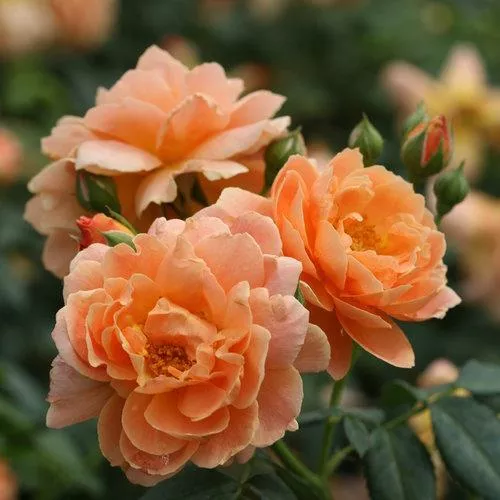 Rosa 'HORCOGJIL' PP 27541- Proven Winners Color Choice At Last Rose
